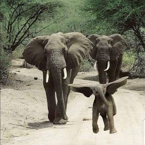 Meet your Posher, She-She